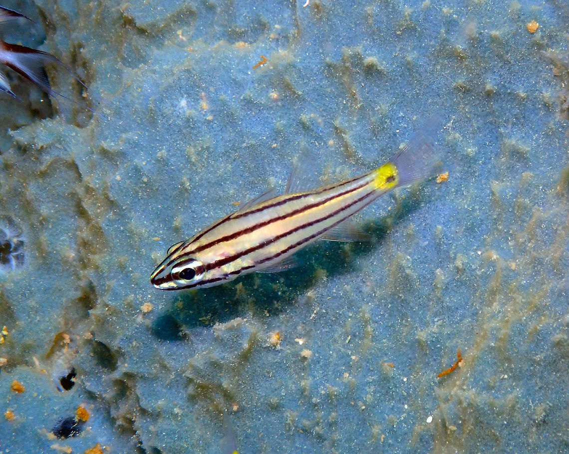 Five-lined cardinalfish (Cheilodipterus quinquelineatus) Diver&#039;s Lodge House Reef, Lembeh. Cheilodipterus quinquelineatus,Five-lined cardinalfish,Geotagged,Indonesia,Spring