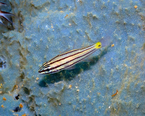 Five-lined cardinalfish (Cheilodipterus quinquelineatus) Diver's Lodge House Reef, Lembeh. Cheilodipterus quinquelineatus,Five-lined cardinalfish,Geotagged,Indonesia,Spring