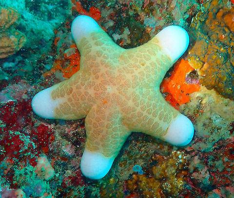 Choriaster granulatus Diver's Lodge House Reef, Lembeh. Choriaster granulatus,Geotagged,Granulated sea star,Indonesia,Spring