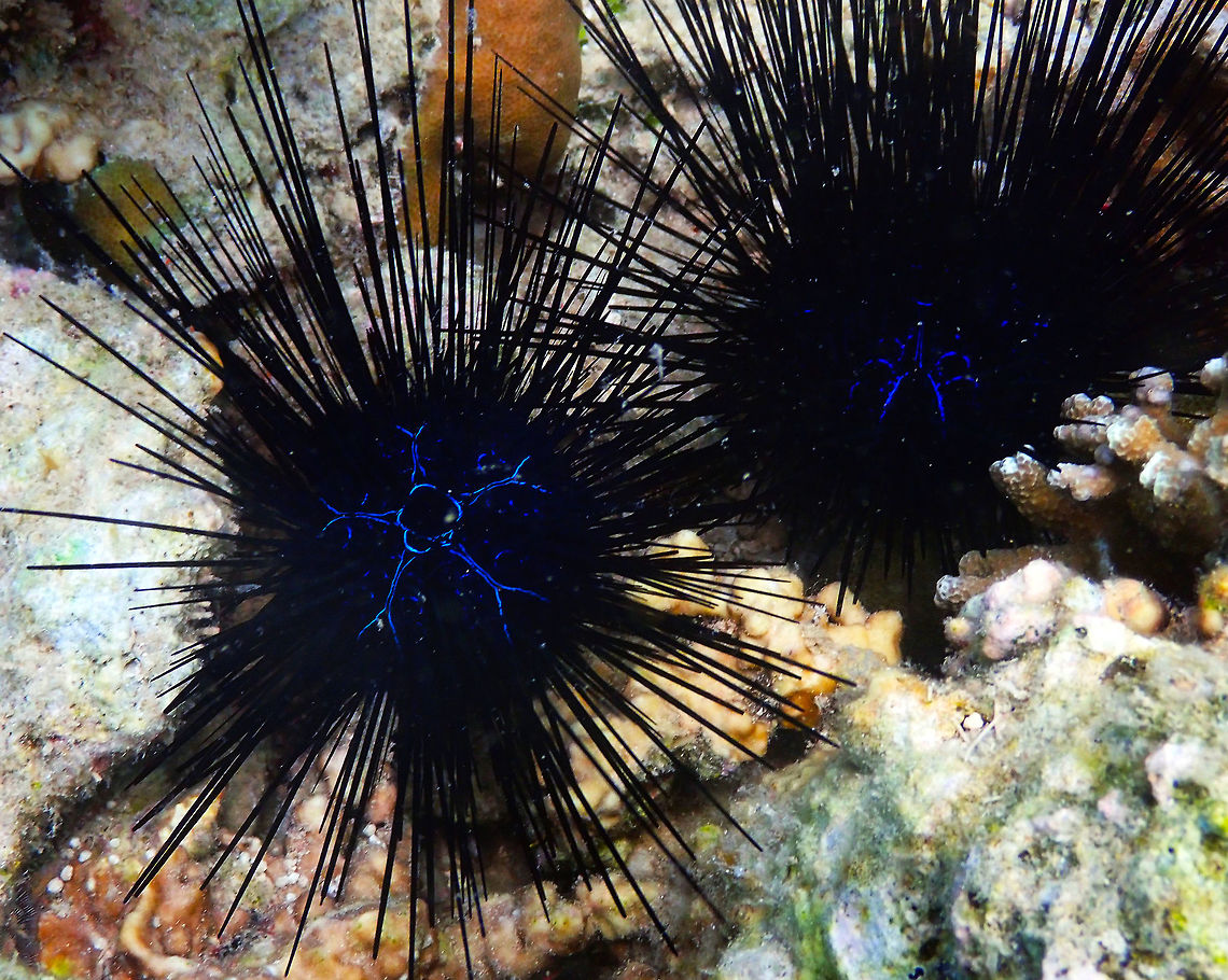 Long-spined sea urchin (Diadema savignyi) Diver&#039;s Lodge House Reef, Lembeh. Diadema savignyi,Geotagged,Indonesia,Spring