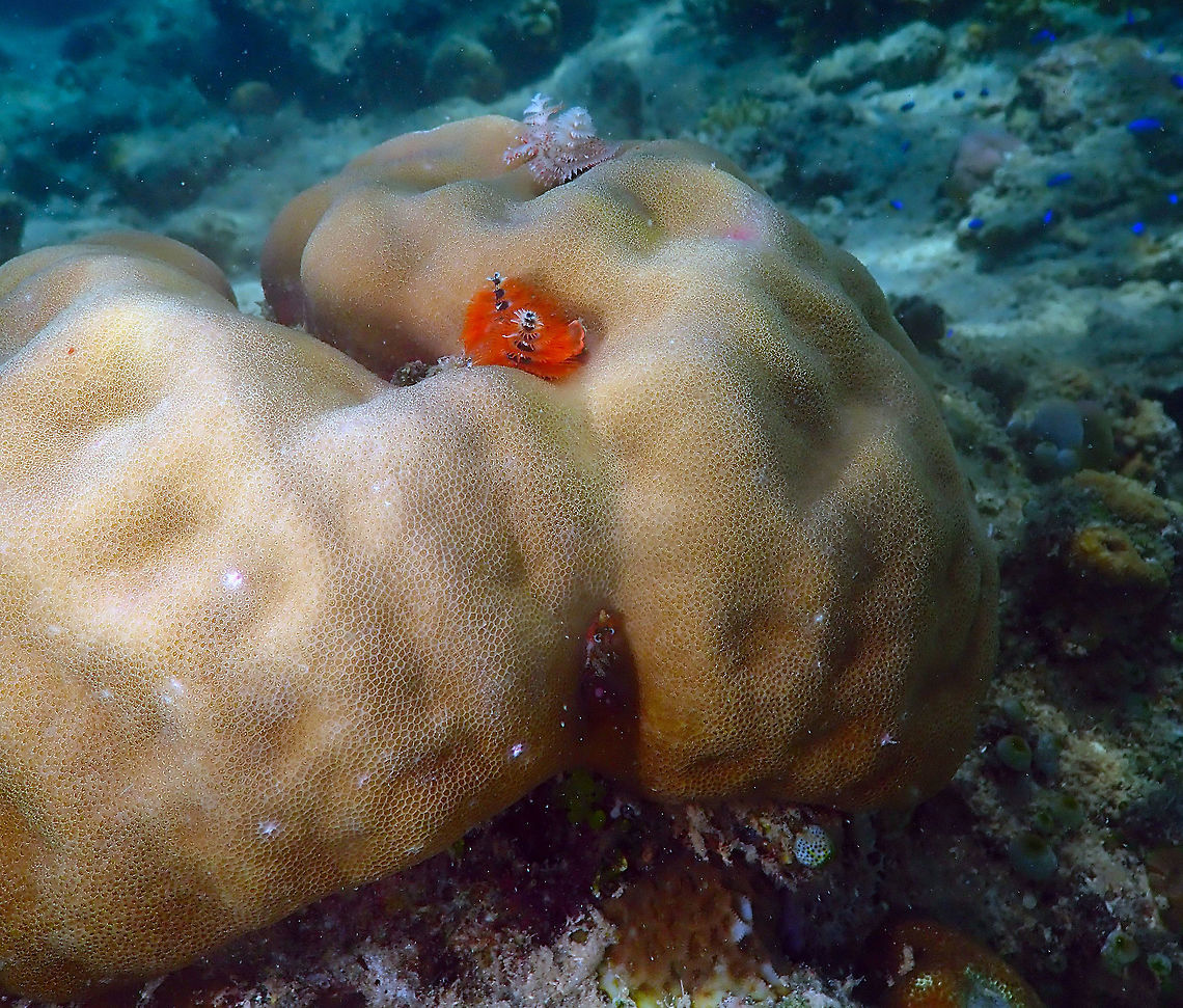 Lobe coral (Porites lobata) Diver's Lodge House Reef, Lembeh.<br />
With some cute Xmas tree worms on top. Geotagged,Indonesia,Porites lobata,Spring
