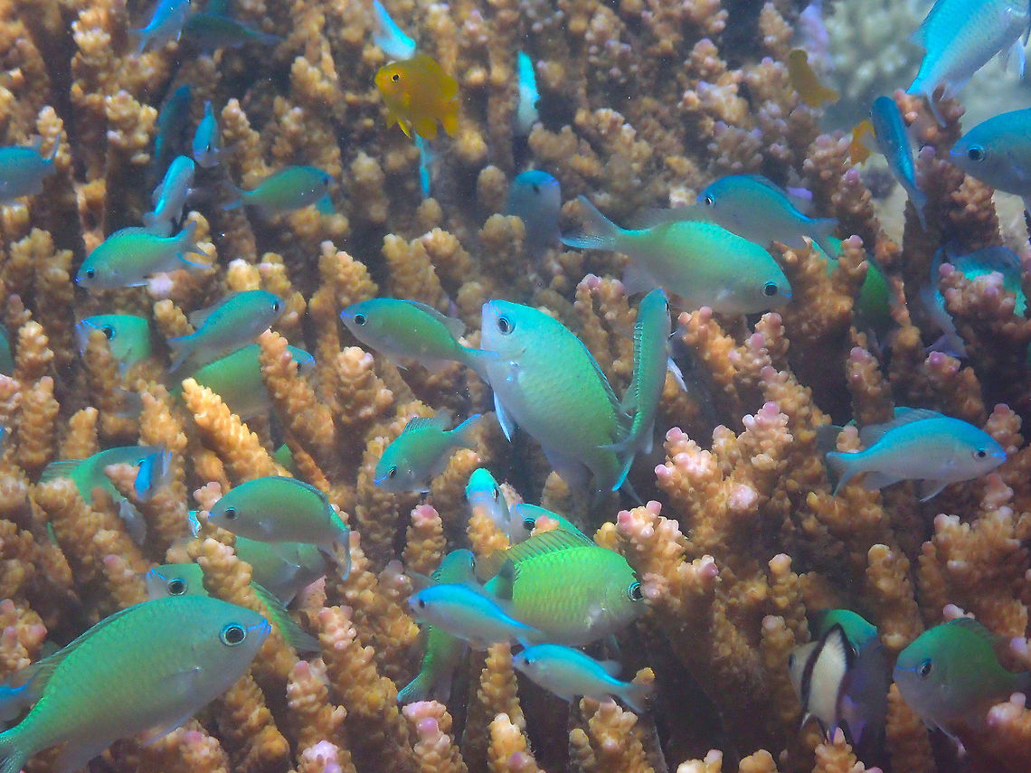 Chromis viridis Diver&#039;s Lodge House Reef, Lembeh.<br />
Just a happy bunch of green Chromis. Chromis viridis,Geotagged,Green Chromis,Indonesia,Spring