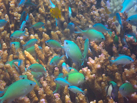 Chromis viridis Diver's Lodge House Reef, Lembeh.
Just a happy bunch of green Chromis. Chromis viridis,Geotagged,Green Chromis,Indonesia,Spring