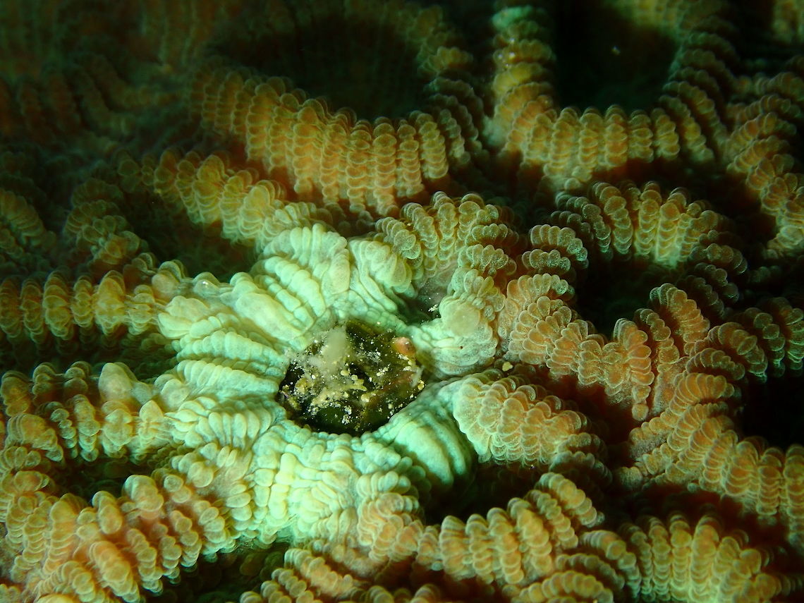 Favia favus Diver's Lodge House Reef, Lembeh.<br />
The thing in the center is probably a tube worm retracted inside the coral. the rest of the honeycomb-like structure are the corallites. Favia favus,Geotagged,Head Coral,Indonesia,Spring