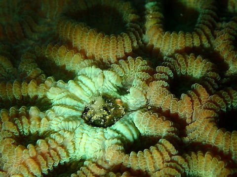 Favia favus Diver's Lodge House Reef, Lembeh.
The thing in the center is probably a tube worm retracted inside the coral. the rest of the honeycomb-like structure are the corallites. Favia favus,Geotagged,Head Coral,Indonesia,Spring