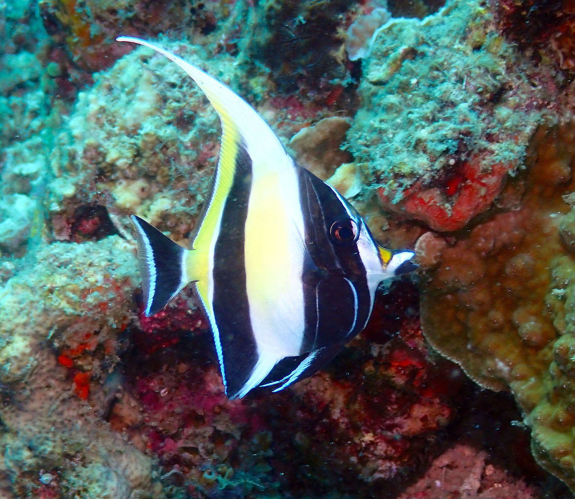 Zanclus cornutus Diver's Lodge House Reef, Lembeh. Geotagged,Indonesia,Moorish idol,Spring,Zanclus cornutus
