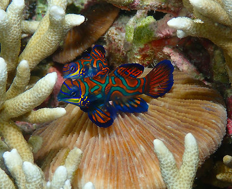 Mandarin Fishes - Synchiropus splendidus Diver's Lodge Mandarin Reef, Lembeh.
Night dive. Female (smaller) and male engaging in mating ritual. Geotagged,Indonesia,Mandarinfish,Spring,Synchiropus splendidus