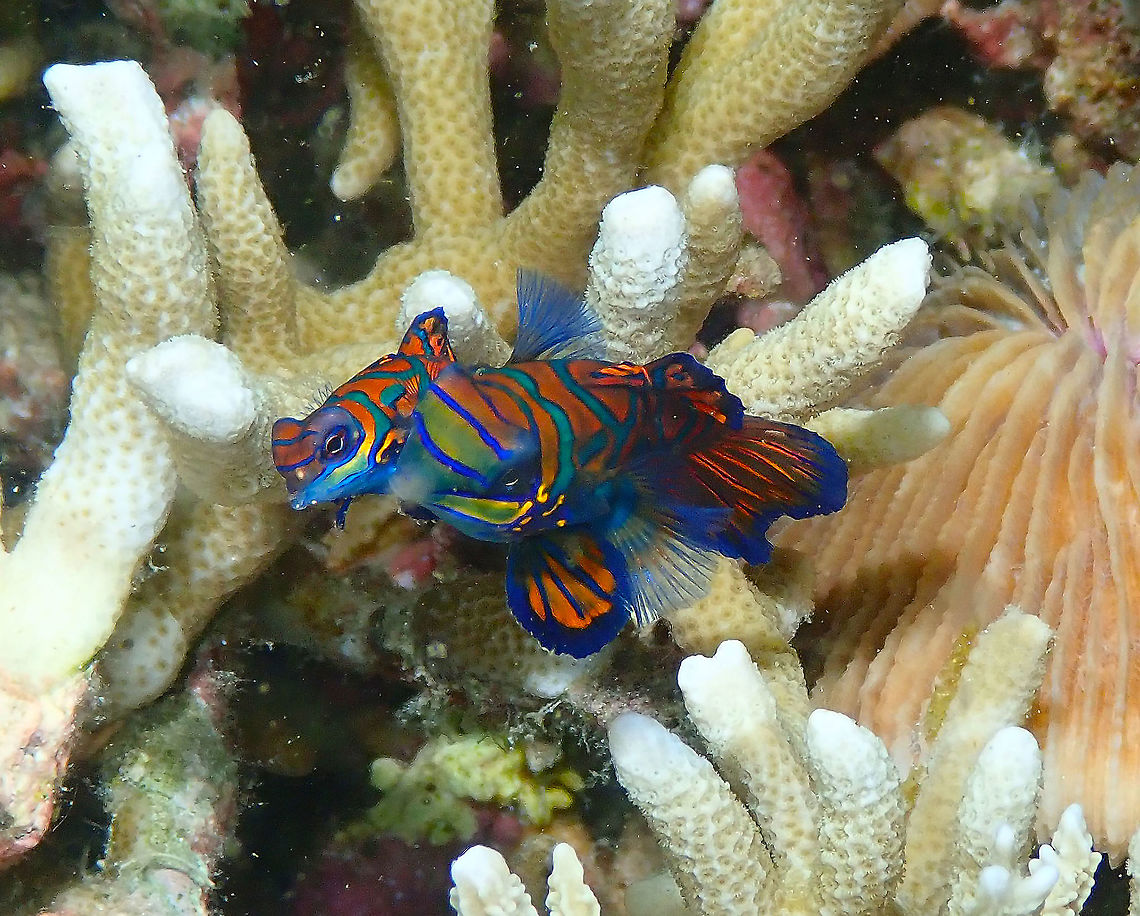 Mandarin Fishes - Synchiropus splendidus Diver&#039;s Lodge Mandarin Reef, Lembeh.<br />
I add a you tube video just to show how bizarre and pretty is their mating (wait until the end). One of these days when my husband works on his GoPro videos I may be able to add one from the same place where the pics were taken from.<br />
<section class="video"><iframe width="448" height="282" src="https://www.youtube-nocookie.com/embed/y3jAkDUJkyU?hd=1&autoplay=0&rel=0" frameborder="0" allowfullscreen></iframe></section><br />
 Mandarinfish,Synchiropus splendidus