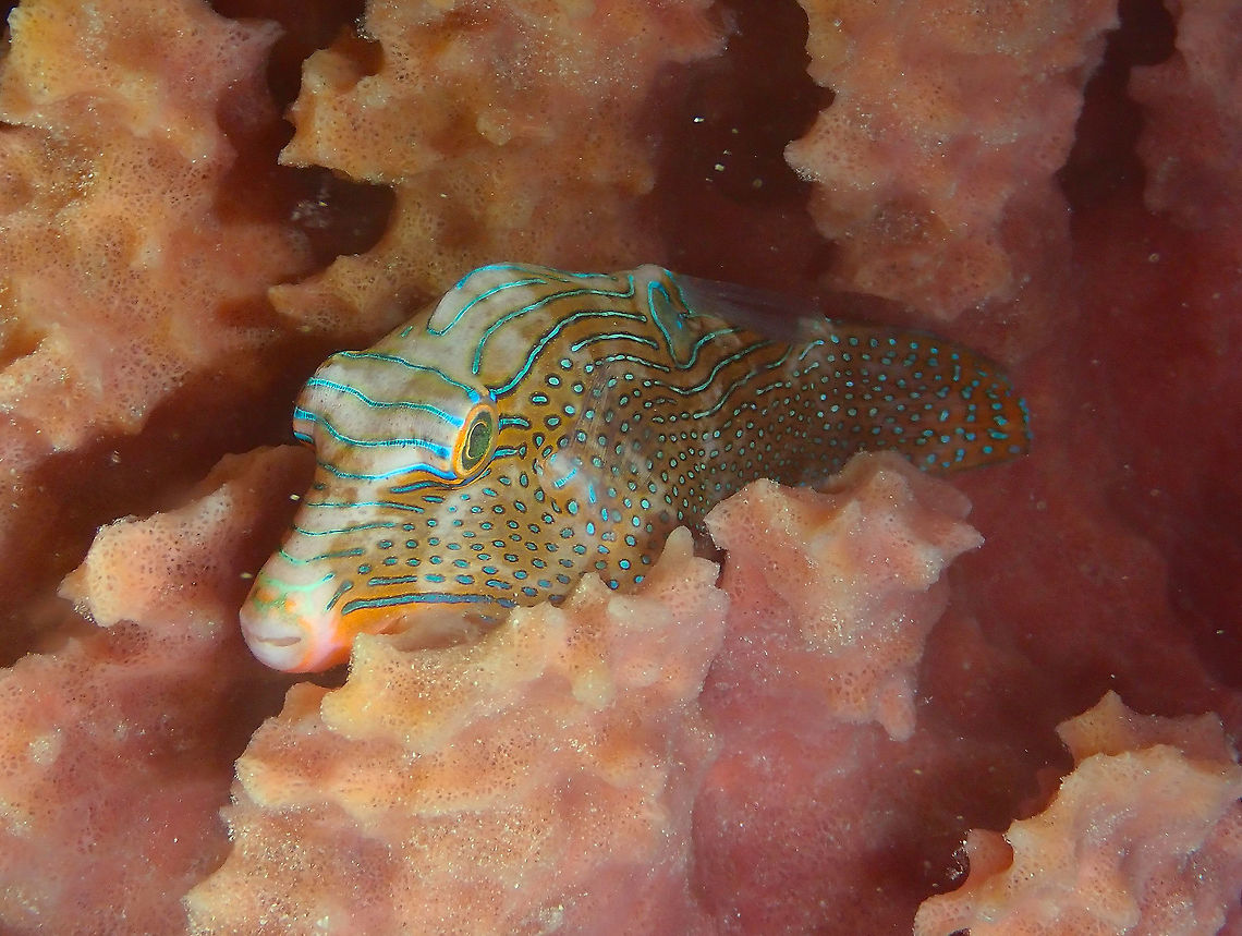 Sleeping Papuan Toby (Canthigaster papua) Mandarin Reef Diver&#039;s Lodge, Lembeh.<br />
It was a night dive and the fish was sleeping in this big sponge. The flash made it shiny! Canthigaster papua,Geotagged,Indonesia,Papuan toby,Spring