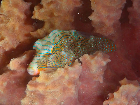 Sleeping Papuan Toby (Canthigaster papua) Mandarin Reef Diver's Lodge, Lembeh.
It was a night dive and the fish was sleeping in this big sponge. The flash made it shiny! Canthigaster papua,Geotagged,Indonesia,Papuan toby,Spring