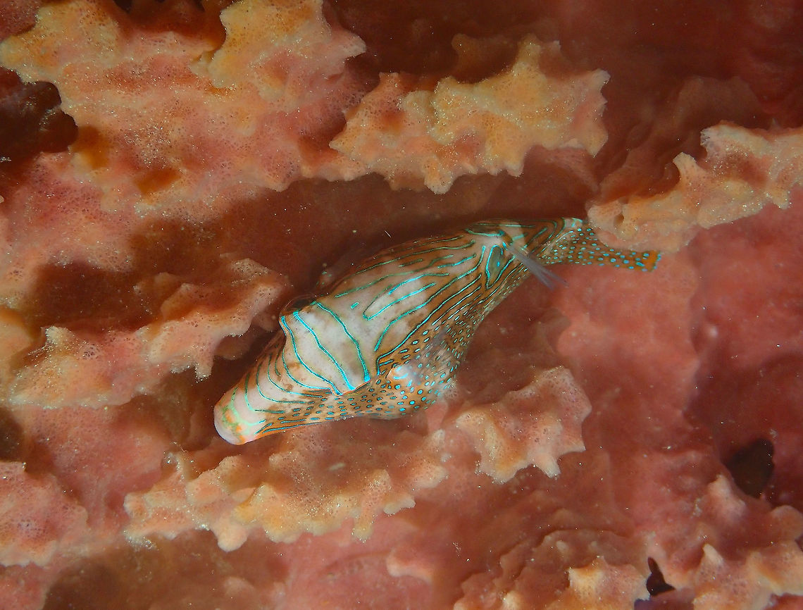 Same sleeping Toby - Canthigaster papua Mandarin Reef, Lembeh.<br />
Same guy seen from above..he did not wake up, I hope. Canthigaster papua,Geotagged,Indonesia,Papuan toby,Spring