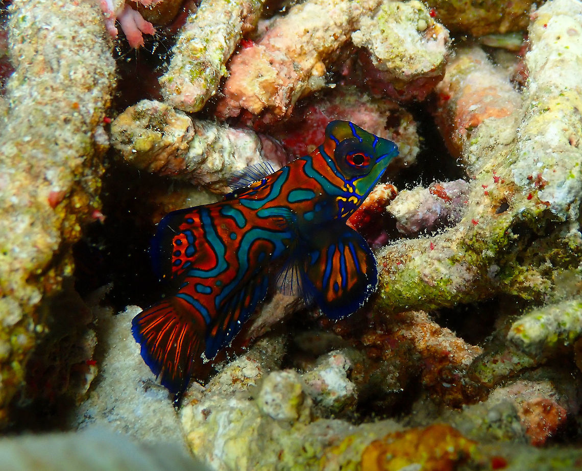 Looking for dancing partner - Synchiropus splendidus Mandarin Reef Diver&#039;s Lodge, Lembeh&gt;<br />
Female in search for male for mating ritual. Geotagged,Indonesia,Mandarinfish,Spring,Synchiropus splendidus