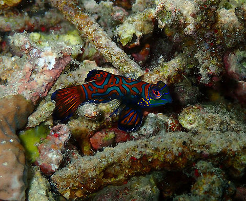 Same mandarin girl - Synchiropus splendidus Mandarin Reef, Lembeh. Geotagged,Indonesia,Mandarinfish,Spring,Synchiropus splendidus