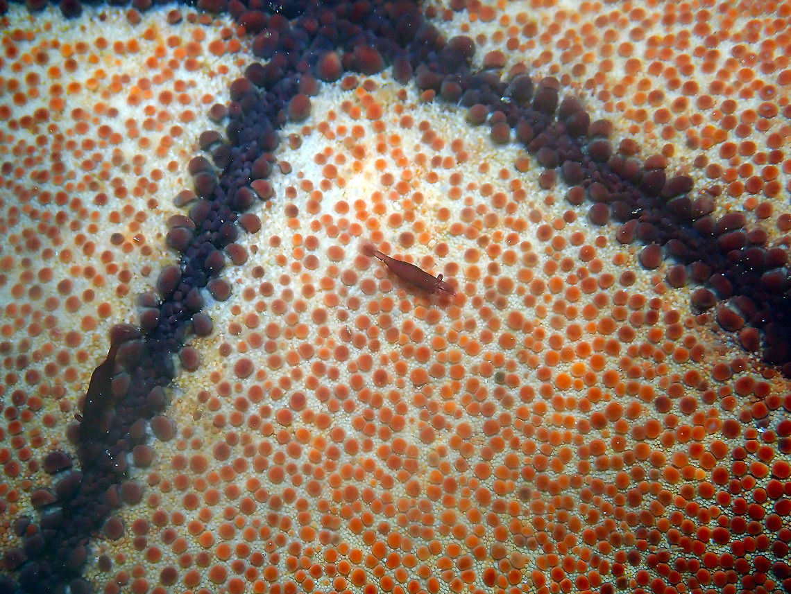 Starfish Shrimp - Periclimenes soror Diver's Lodge House Reef, Lembeh.<br />
The ever tiny starfish shrimp in her Culcita novaguineae host star. Geotagged,Indonesia,Periclimenes soror,Spring,Starfish shrimp