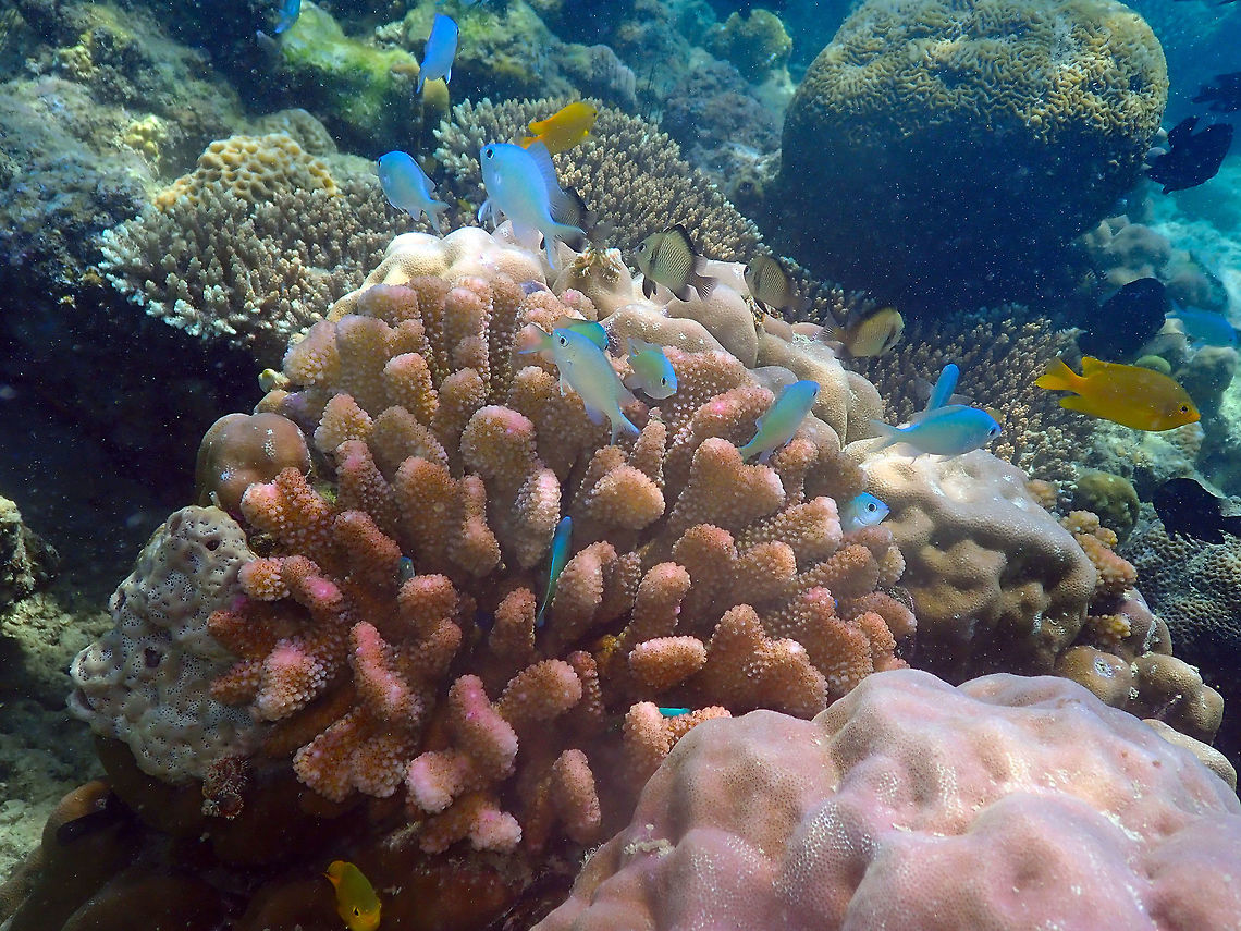 Cauliflower Coral - Pocillopora meandrina Diver&#039;s lodge House Reef, Lembeh. Cauliflower Coral,Geotagged,Indonesia,Pocillopora elegans,Pocillopora meandrina,Spring