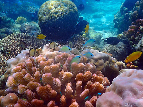 A house to others -Pocillopora meandrina Diver's Lodge House Reef, Lembeh.
Another close-up to show how many small fishes hang around the cauliflower coral that serves as a quick hide out from predators.  Cauliflower Coral,Geotagged,Indonesia,Pocillopora elegans,Pocillopora meandrina,Spring