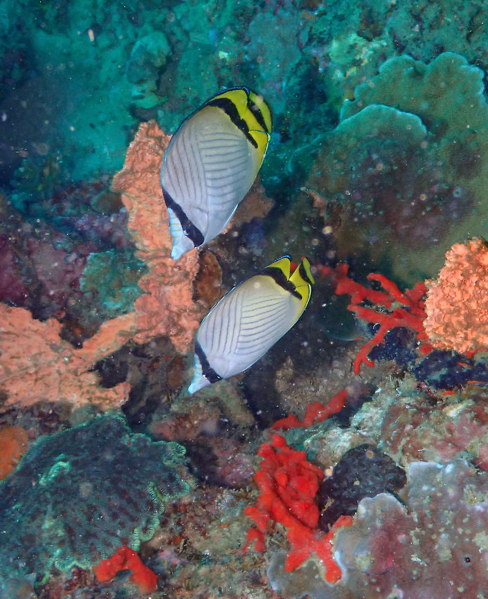 Vagabond Butterflyfish (Chaetodon vagabundus) Diver's Lodge House Reef, Lembeh. Chaetodon vagabundus,Geotagged,Indonesia,Spring,Vagabond butterflyfish