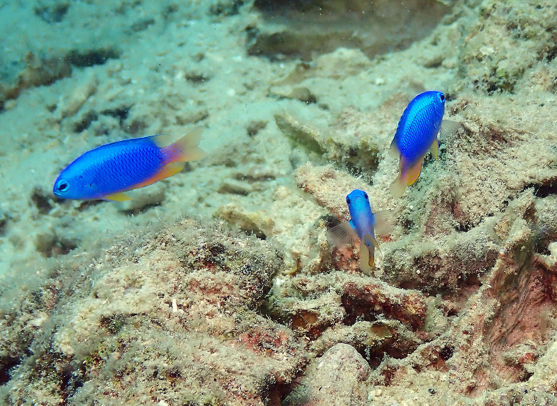 Neon Damselfish (Pomacentrus coelestis) Diver&#039;s Lodge House Reef, Lembeh.<br />
Close up of a few of them.<br />
A few facts in this nice site: <a href="http://j.whyville.net/smmk/reef/journalFishDetails?id=11" rel="nofollow">http://j.whyville.net/smmk/reef/journalFishDetails?id=11</a> Geotagged,Indonesia,Neon damselfish,Pomacentrus coelestis,Spring
