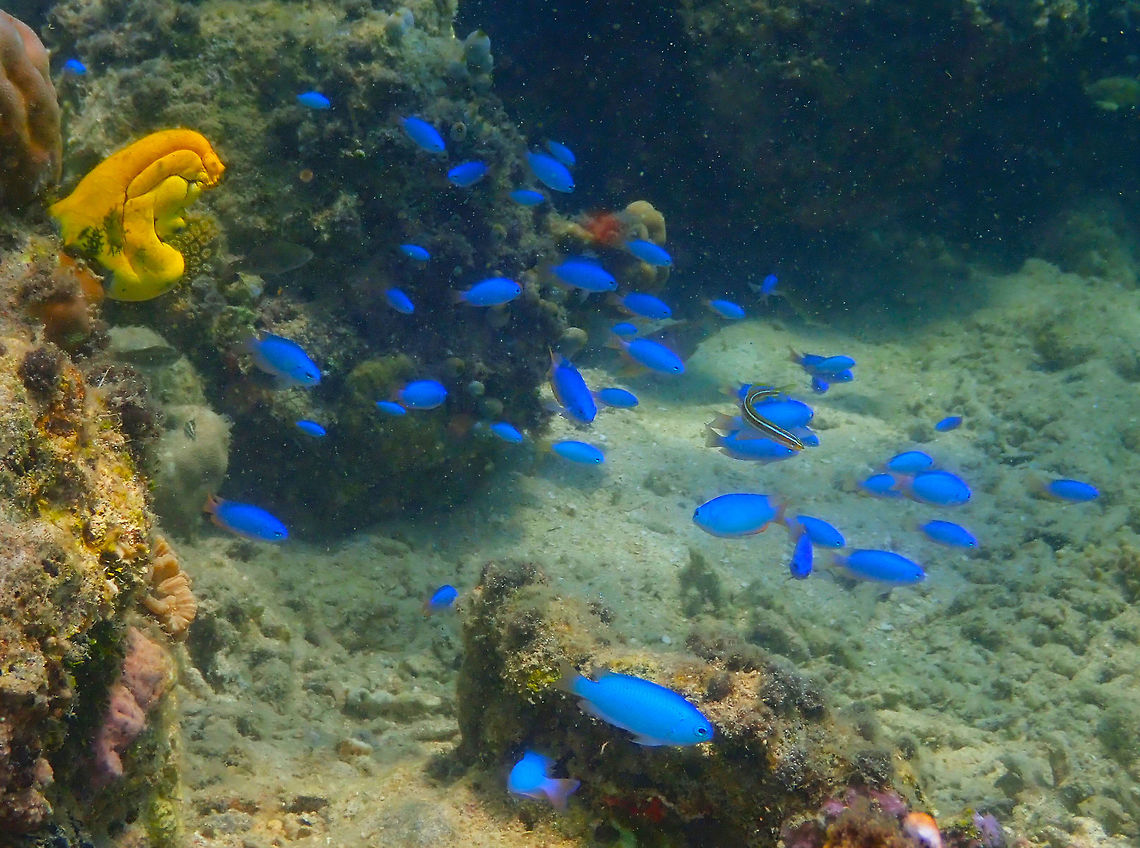 Like Blue gemstones in the reef -Pomacentrus coelestis Diver&#039;s Lodge House Reef, Lembeh. Geotagged,Indonesia,Neon damselfish,Pomacentrus coelestis,Spring