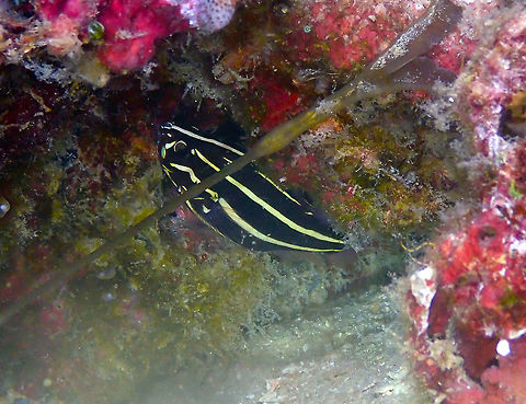 Six-Lined Soapfish - Grammistes_sexlineatus Mandarin Reef Diver's Lodge, Lembeh. Evening dive. Geotagged,Grammistes sexlineatus,Indonesia,Six-lined soapfish,Spring