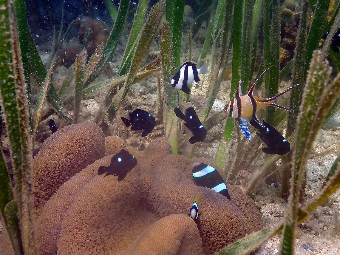Mertens' carpet sea anemone (Stichodactyla mertensii) Diver's Lodge House Reef, Lembeh.<br />
A whole community of fishes hanging out near this anemone. Geotagged,Indonesia,Mertens' carpet sea anemone,Spring,Stichodactyla mertensii