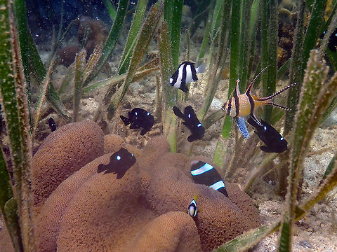 Mertens' carpet sea anemone (Stichodactyla mertensii) Diver's Lodge House Reef, Lembeh.
A whole community of fishes hanging out near this anemone. Geotagged,Indonesia,Mertens' carpet sea anemone,Spring,Stichodactyla mertensii