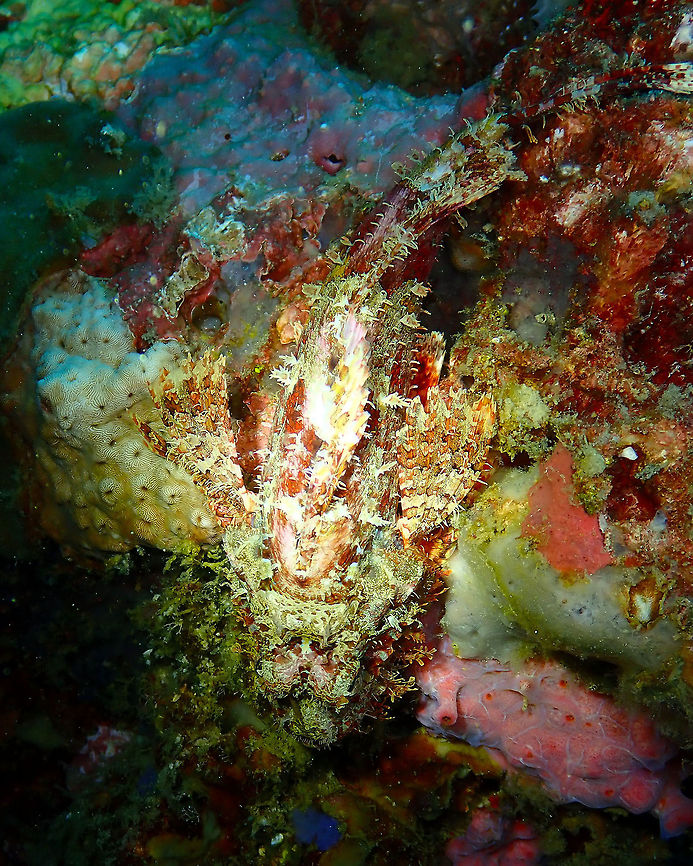 Tassled Scorpionfish (Scorpaenopsis oxycephala) Diver&#039;s Lodge House Reef, Lembeh. Geotagged,Indonesia,Scorpaenopsis oxycephala,Spring,Tassled scorpionfish