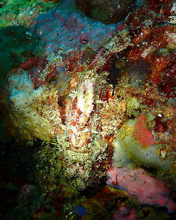 Tassled Scorpionfish (Scorpaenopsis oxycephala) Diver's Lodge House Reef, Lembeh. Geotagged,Indonesia,Scorpaenopsis oxycephala,Spring,Tassled scorpionfish