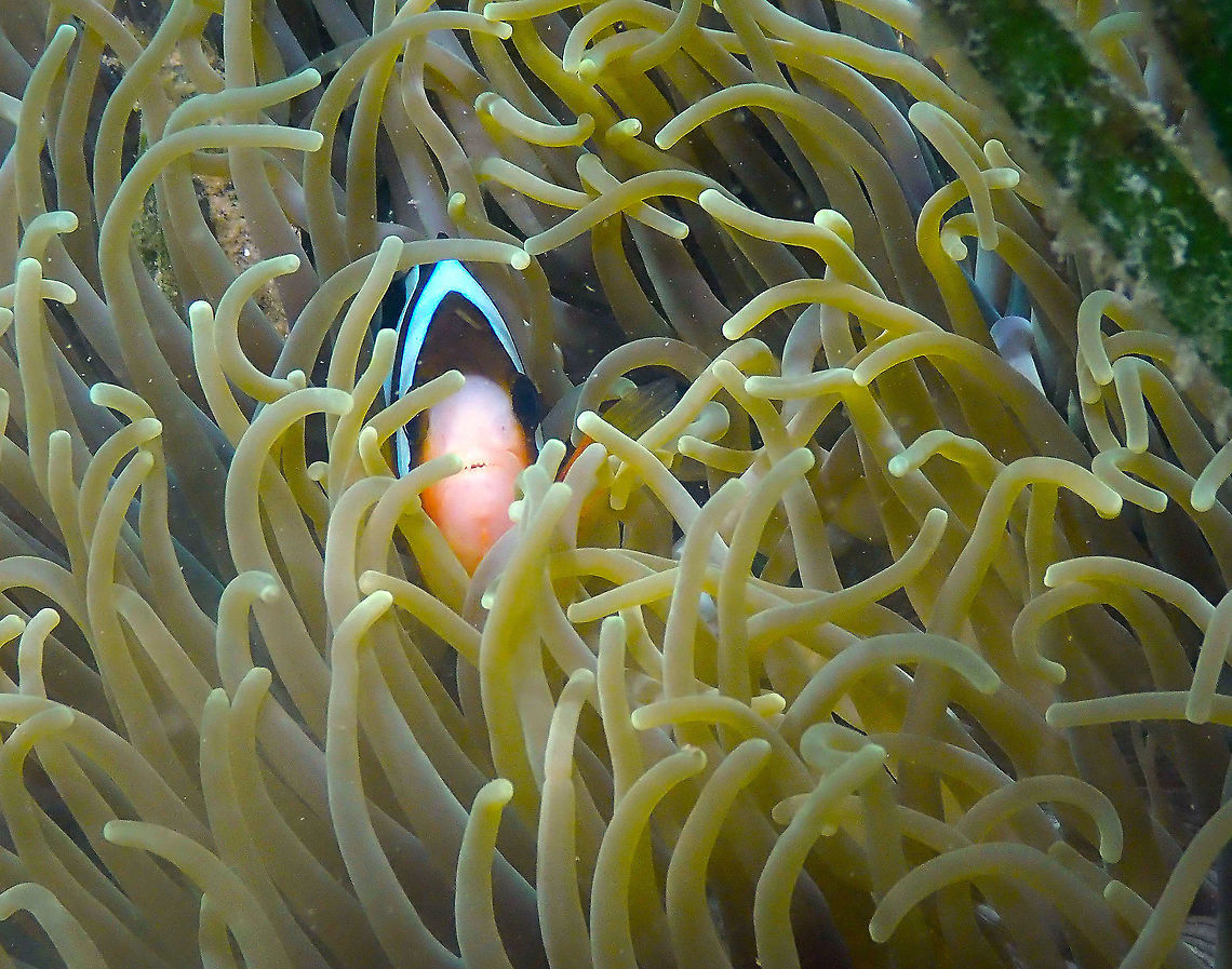 Hiding (Amphiprion clarkii) Diver&#039;s Lodge House Reef, Lembeh. Amphiprion clarkii,Clarks Anemonefish,Geotagged,Indonesia,Spring