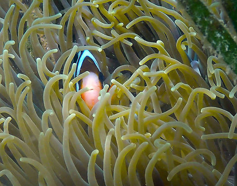 Hiding (Amphiprion clarkii) Diver's Lodge House Reef, Lembeh. Amphiprion clarkii,Clarks Anemonefish,Geotagged,Indonesia,Spring