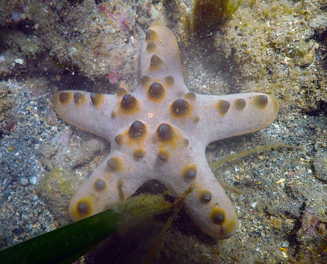 Chocolate chip sea star (Protoreaster nodosus) Diver&#039;s Lodge House Reef, Lembeh. Geotagged,Horned Sea Star,Indonesia,Protoreaster nodosus,Spring