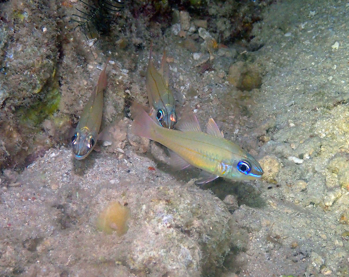 Cheekbar Cardinalfish - Ostorhinchus sealei Mandarin Reef in Diver&#039;s Lodge, Lembeh.<br />
It differs from O. chrysopomus in that it has orange bars instead of dots in the gills area. Cheekbar Cardinal,Geotagged,Indonesia,Ostorhinchus sealei,Spotted-gill Cardinalfish,Spring