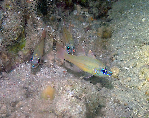 Cheekbar Cardinalfish - Ostorhinchus sealei Mandarin Reef in Diver's Lodge, Lembeh.
It differs from O. chrysopomus in that it has orange bars instead of dots in the gills area. Cheekbar Cardinal,Geotagged,Indonesia,Ostorhinchus sealei,Spotted-gill Cardinalfish,Spring