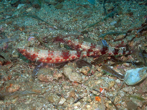 Synodus_variegatus OLYMPUS DIGITAL CAMERA Geotagged,Indonesia,Spring,Synodus variegatus,Variegated lizardfish