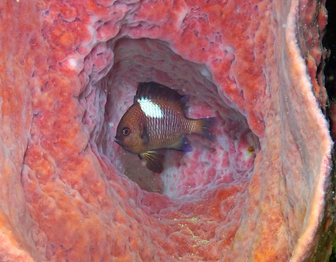 Dascyllus sp. Mandarin Reef, Lembeh.<br />
 Dascyllus,Geotagged,Indonesia,Spring