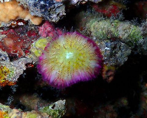 Cycloseris sp. Mandarin Reef Diver's Lodge. Another mushroom coral. It was a night dive and it had its tentacles out. Cycloseris,Geotagged,Indonesia,Mushroom Coral,Spring,coral