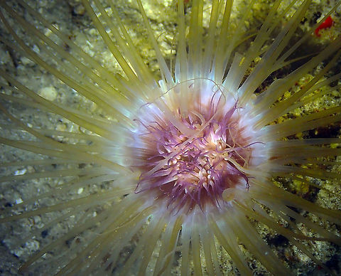 Cerianthidae Tube-Dweling Anemone Mandarin Reef Diver's Lodge. Night dive. Cerianthidae,Geotagged,Indonesia,Lembeh,Spring,tube anemone