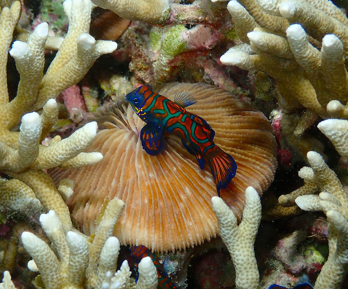 Male waiting for his dates - Synchiropus splendidus Mandarin Reef Diver&#039;s Lodge - This is the male that I saw courting and mating with a harem of females. This mushroom coral served him as his dancing platform to attract the females, just like John Travolta in Saturday Night Fever!  Geotagged,Indonesia,Mandarinfish,Spring,Synchiropus splendidus
