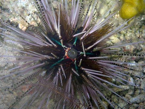 Echinothrix calamaris Mandarin Reef at Diver's Lodge. Evening/night dive. Double spined urchin,Echinothrix calamaris,Geotagged,Indonesia,Spring
