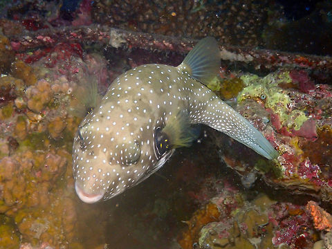 Arothron hispidus Mandarin Reef Diver's Lodge, Lembeh. Arothron hispidus,Geotagged,Indonesia,Spring,White-spotted puffer