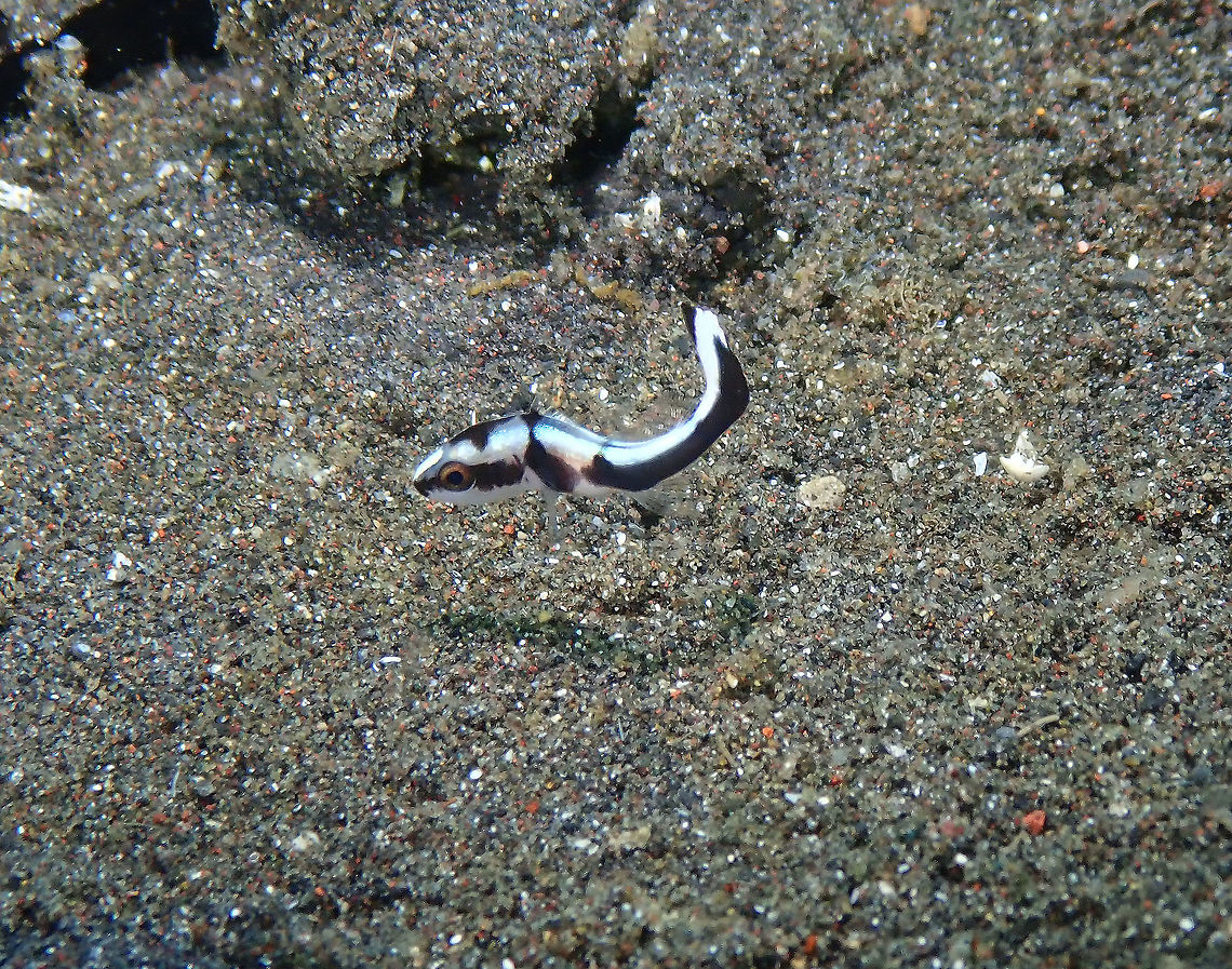Painted sweetlips juvenile (Diagramma pictum) Air Bajo 2, Lembeh. I am not sure if this is the sp yet Diagramma pictum,Geotagged,Indonesia,Painted sweetlips,Spring
