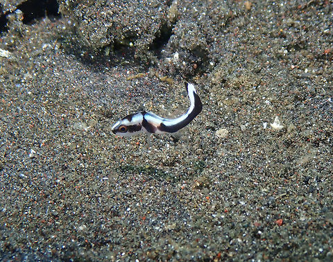 Painted sweetlips juvenile (Diagramma pictum) Air Bajo 2, Lembeh. I am not sure if this is the sp yet Diagramma pictum,Geotagged,Indonesia,Painted sweetlips,Spring