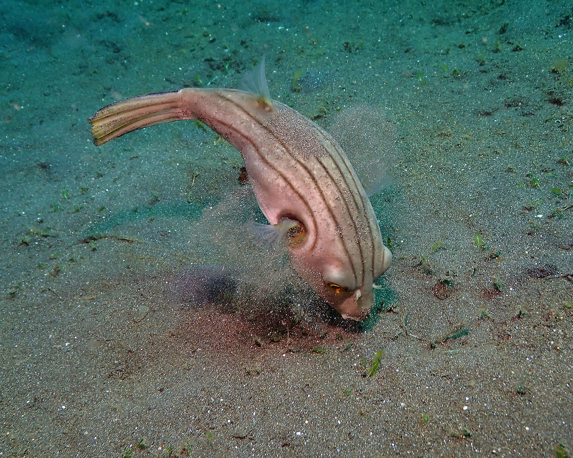 Narrow-Lined Pufferfish (Arothron manilensis) searching for food Air Bajo 2, Lembeh.<br />
 Arothron manilensis,Geotagged,Indonesia,Narrow-lined puffer,Spring