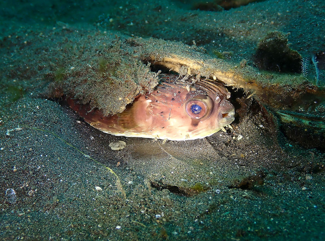 That "You found me!" Look (Diodon holocanthus) Air Bajo, Lembeh. Diodon holocanthus,Geotagged,Indonesia,Longspined porcupinefish,Spring
