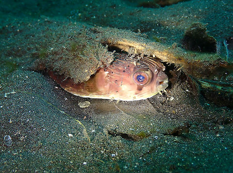 That "You found me!" Look (Diodon holocanthus) Air Bajo, Lembeh. Diodon holocanthus,Geotagged,Indonesia,Longspined porcupinefish,Spring
