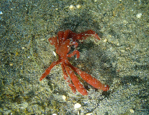 Spider Crab (Oncinopus araneus) Air Bajo, Lembeh. 
I was at first thinking it was a sort of hair-less orangutan crab but it is in fact another species. I noticed because of 
the pics in Diverosa;
http://species-identification.org/species.php?species_group=crabs_of_japan&id=831&menuentry=soorten Geotagged,Indonesia,Oncinopus araneus,Spider Crab,Spring