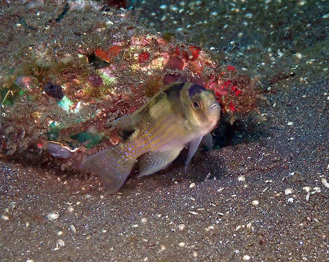 Black-banded demoiselle (Amblypomacentrus breviceps) Air Bajo 2, Lembeh. Amblypomacentrus breviceps,Geotagged,Indonesia,Spring