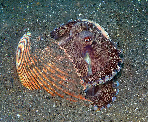 Coconut Octopus (Amphioctopus marginatus) - color changes part I Air Bajo 2, Lembeh.
This and next pic are to show its color changing upon seeing us.
https://www.jungledragon.com/image/68445/coconut_octopus_amphioctopus_marginatus_-_color_changes_part_ii.html

https://www.jungledragon.com/image/68446/coconut_octopus_amphioctopus_marginatus_-_changing_colors_part_iii.html Amphioctopus marginatus,Coconut octopus,Geotagged,Indonesia,Spring