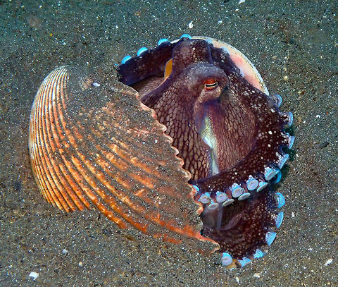 Coconut Octopus (Amphioctopus marginatus) - color changes part II Air Bajo, Lembeh.

https://www.jungledragon.com/image/68444/coconut_octopus_amphioctopus_marginatus_-_color_changes_part_i.html Amphioctopus marginatus,Coconut octopus,Geotagged,Indonesia,Spring