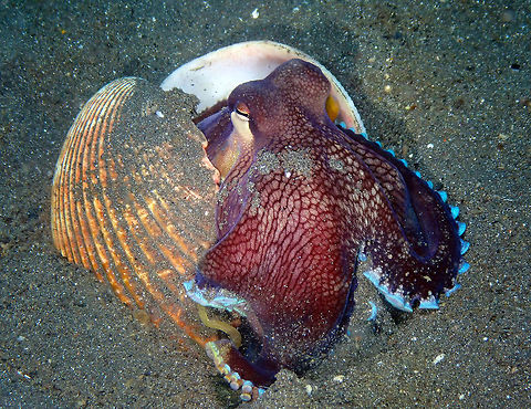 Coconut Octopus (Amphioctopus marginatus) - changing colors part III Air Bajo, Lembeh. By now the octopus is thinking already of moving on :-) Amphioctopus marginatus,Coconut octopus,Geotagged,Indonesia,Spring